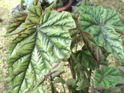 Image of Begonia incarnata Link & Otto