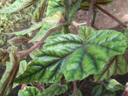 Image of Begonia incarnata Link & Otto