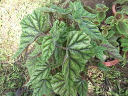 Image of Begonia incarnata Link & Otto