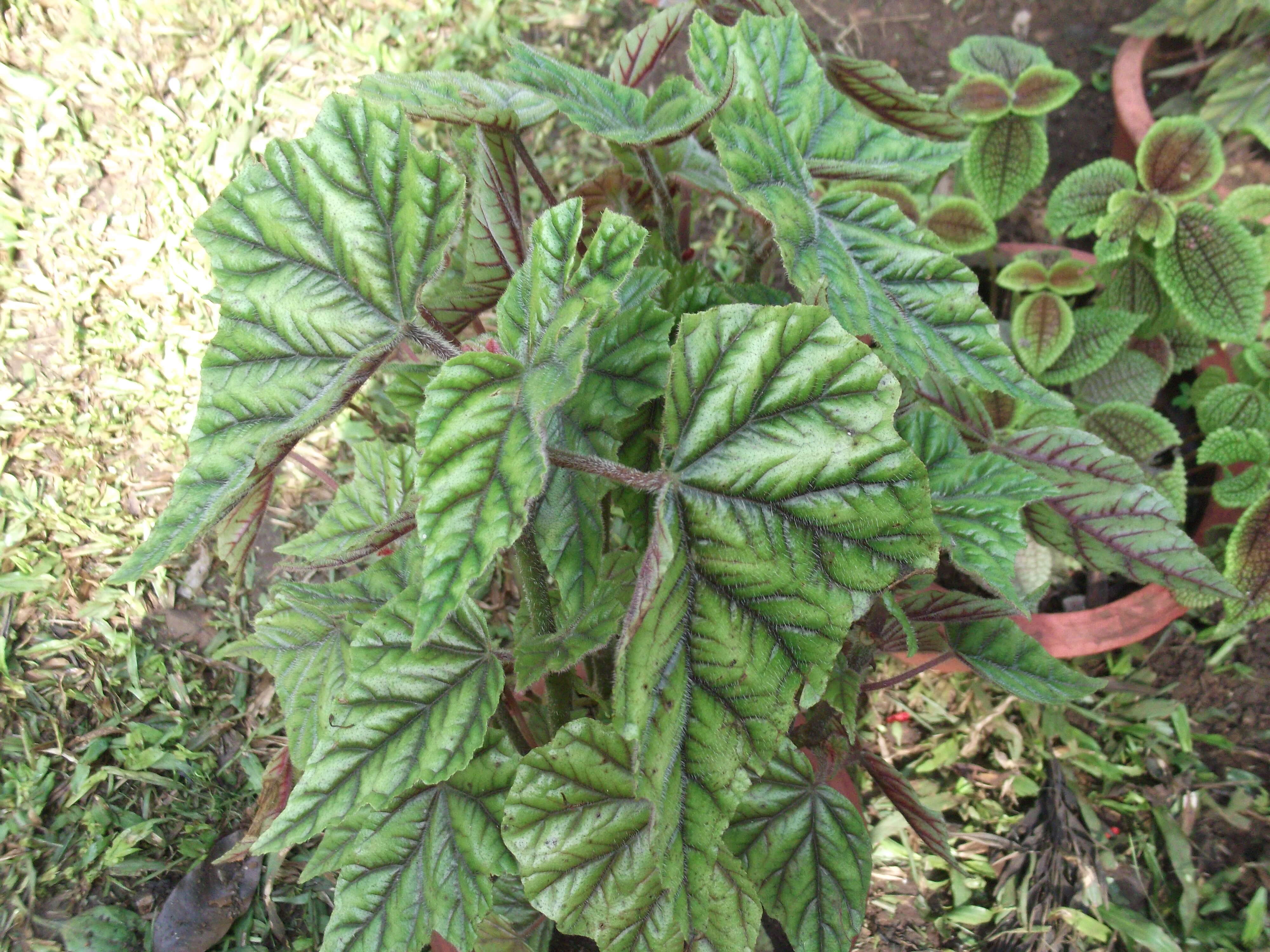 Image of Begonia incarnata Link & Otto