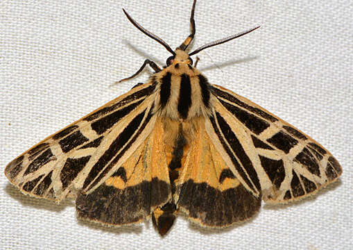 Image of Grammia Rambur 1866