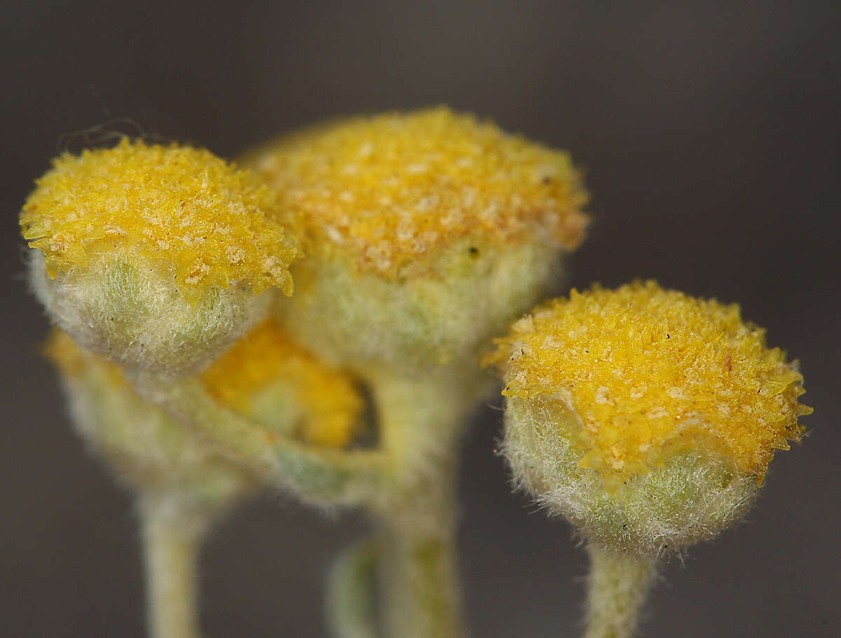 Plancia ëd <i>Artemisia <i>potentilloides</i></i> var. potentilloides