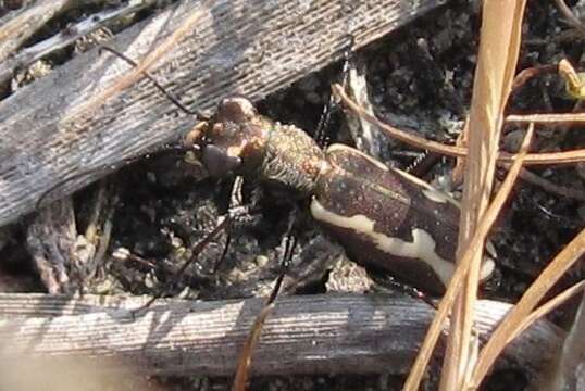 Image of Cylindera (Cylindera) paludosa (L. Dufour 1820)