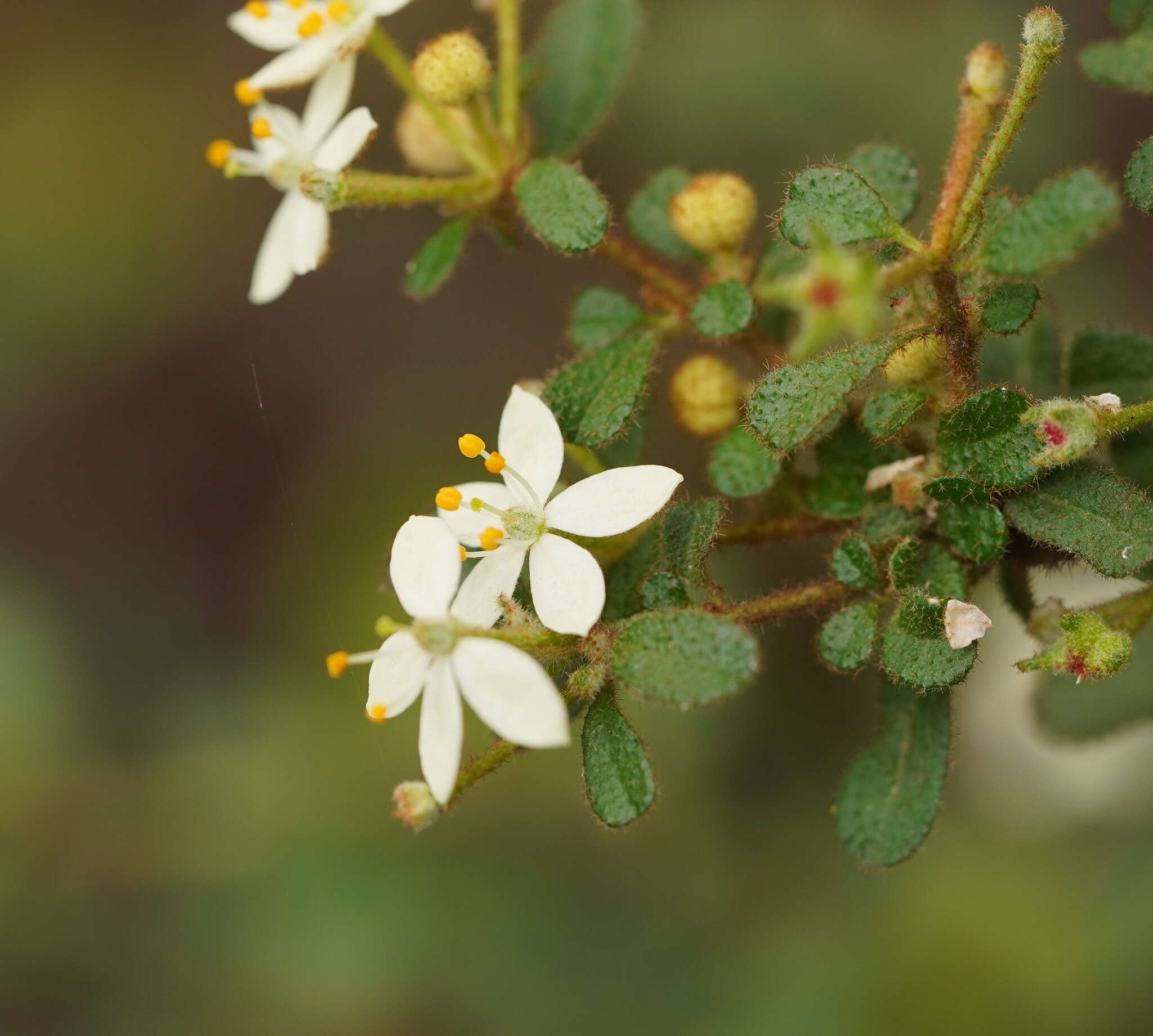 Image of Asterolasia asteriscophora subsp. albiflora Mole