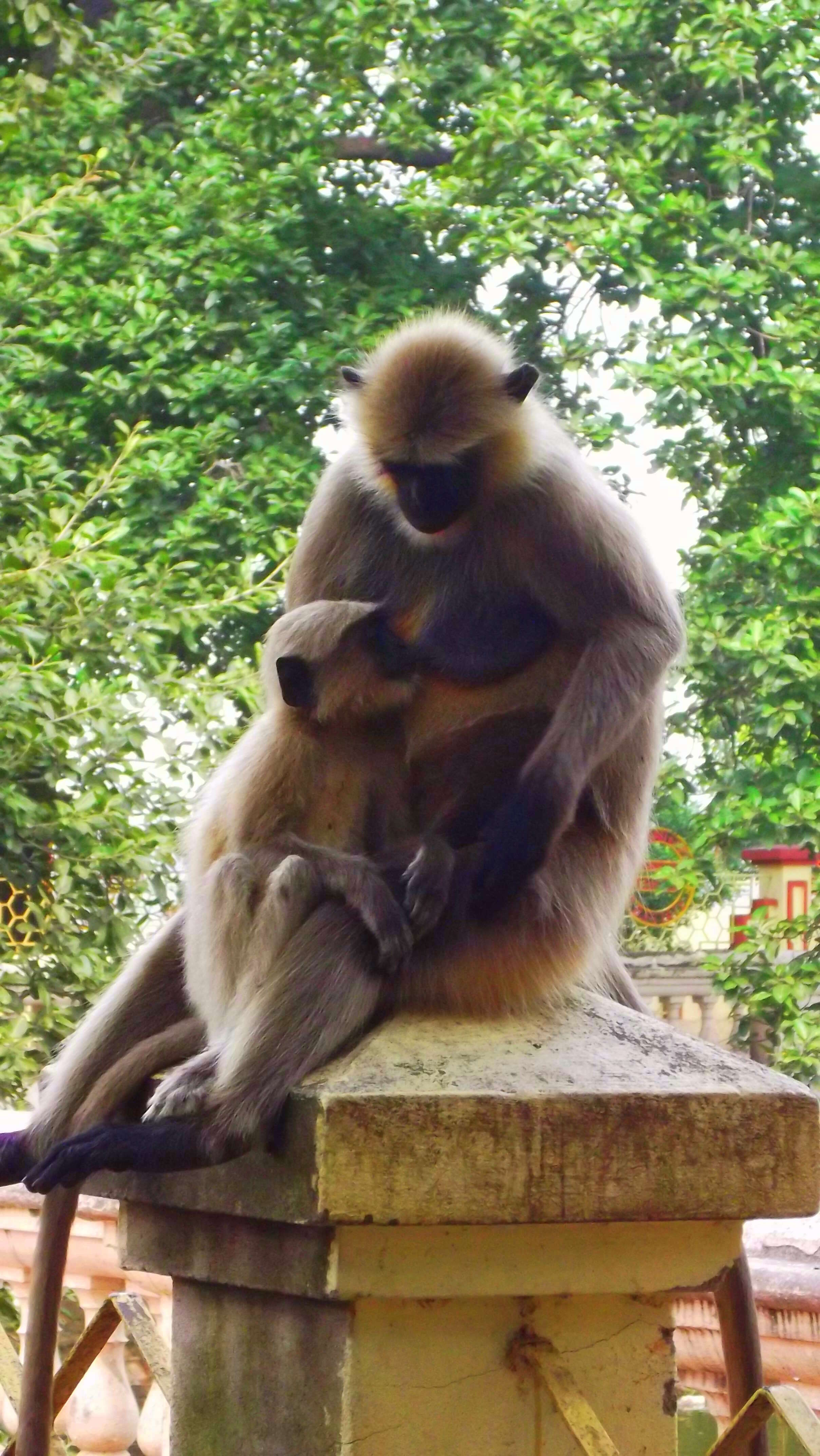 Image of Northern plains gray langur