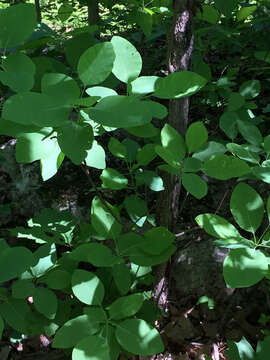 Imagem de Cotinus obovatus Raf.