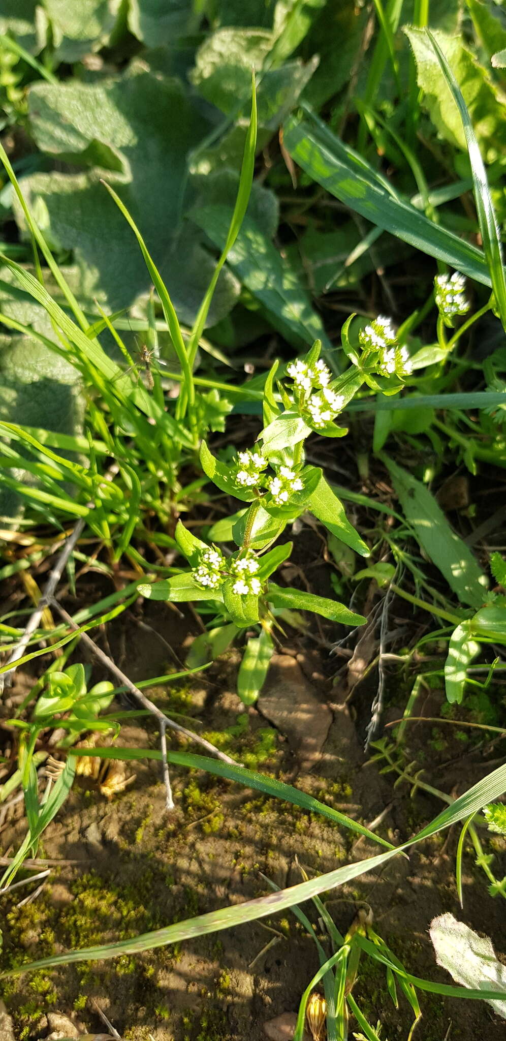 Image of Italian cornsalad