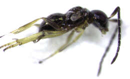 Image of Odiaglyptus biformis Noyes 1988