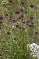 Image of Allium barsczewskii Lipsky