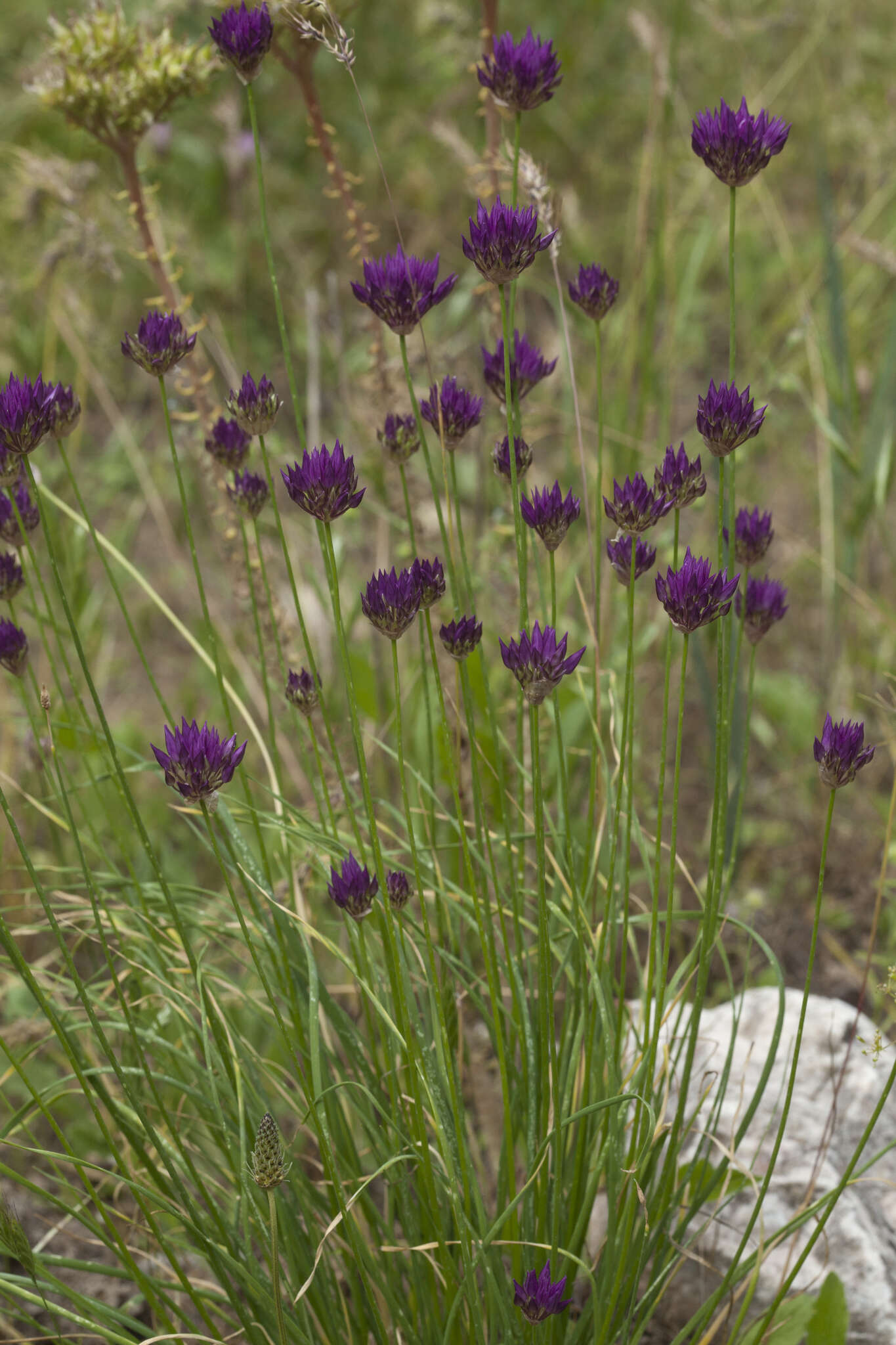 Image of Allium barsczewskii Lipsky