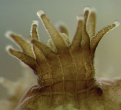 Image of Zooxanthellae