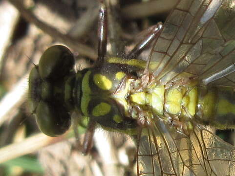 صورة Davidius lunatus (Bartenev 1914)