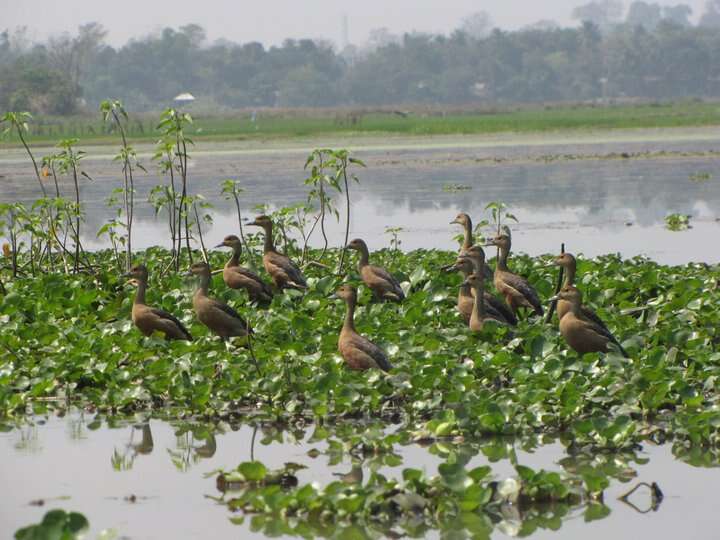 Image of Lesser Whistling Duck