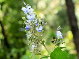 Слика од Rotheca myricoides (Hochst.) Steane & Mabb.