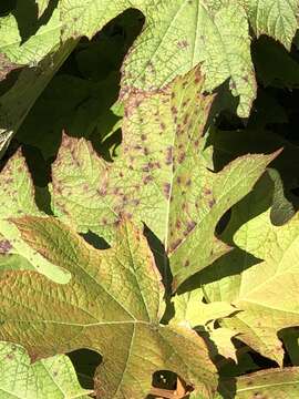 صورة Cercospora hydrangeae Ellis & Everh. 1892