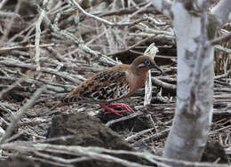 Image of Galapagos Dove