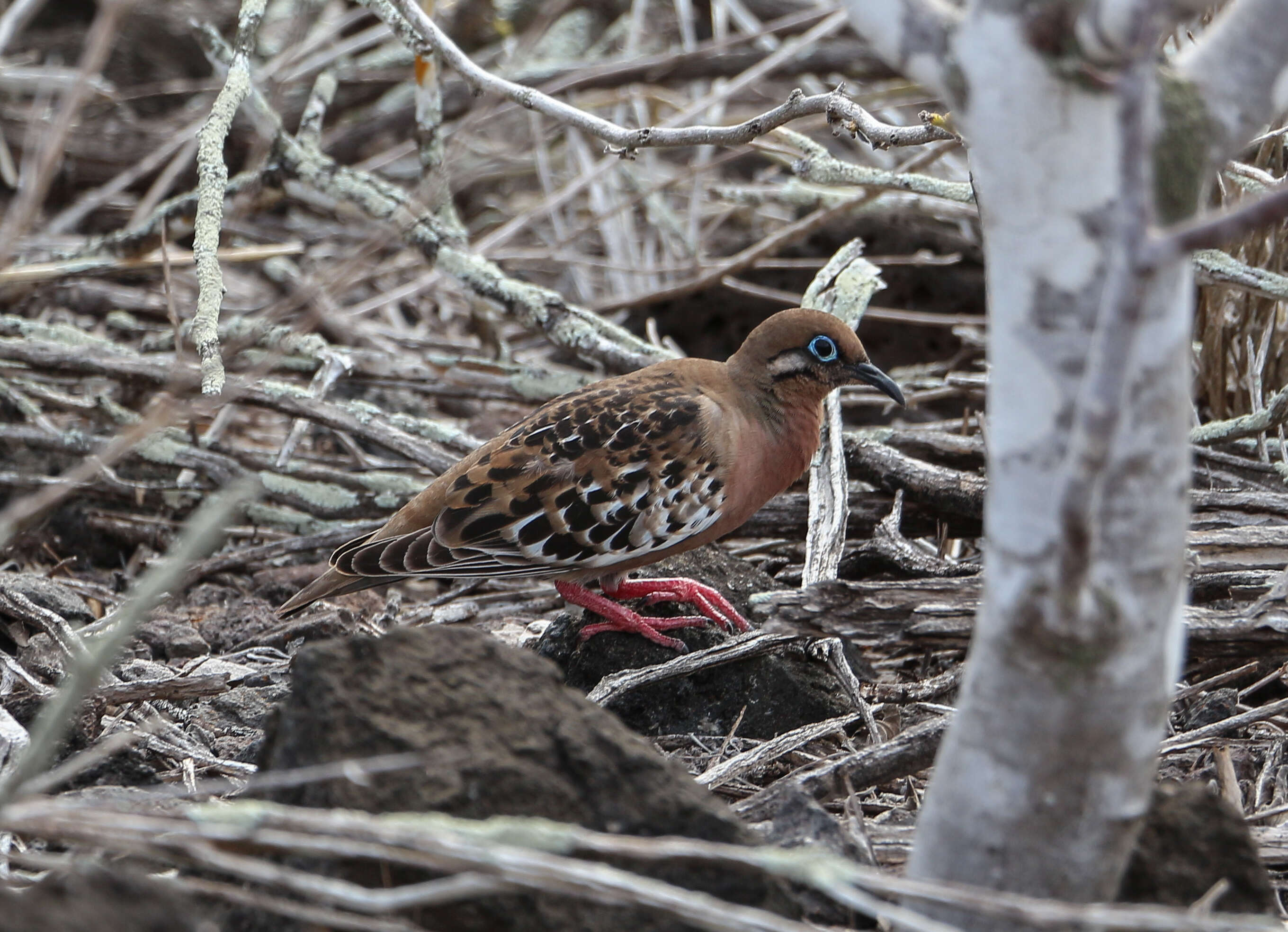 Image of Galapagos Dove