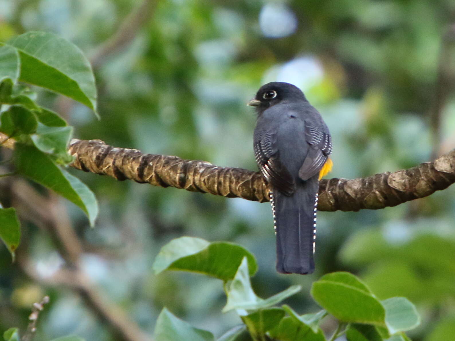 Слика од Trogon violaceus Gmelin & JF 1788