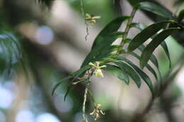 Imagem de Epidendrum coronatum Ruiz & Pav.