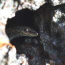 Image of New Caledonian Shore Skink