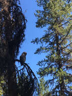 Image of Great Gray Owl