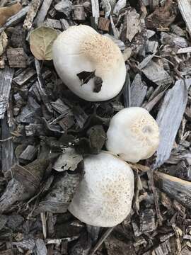 Image of Pluteus petasatus (Fr.) Gillet 1876