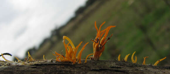 Image of Calocera viscosa (Pers.) Fr. 1821