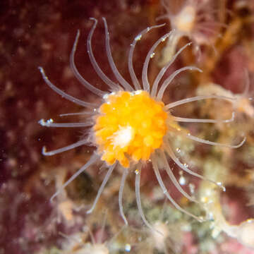 Image of Ectopleura marina (Torrey 1902)