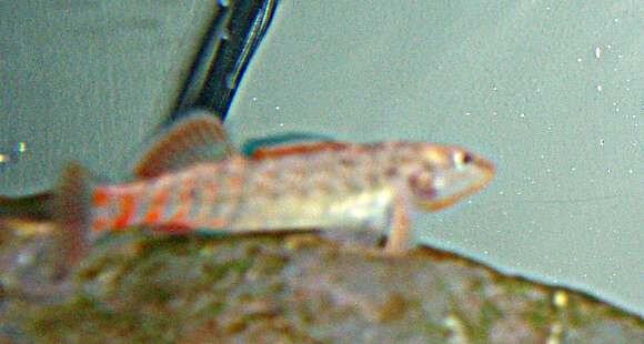 Image of Rainbow Darter