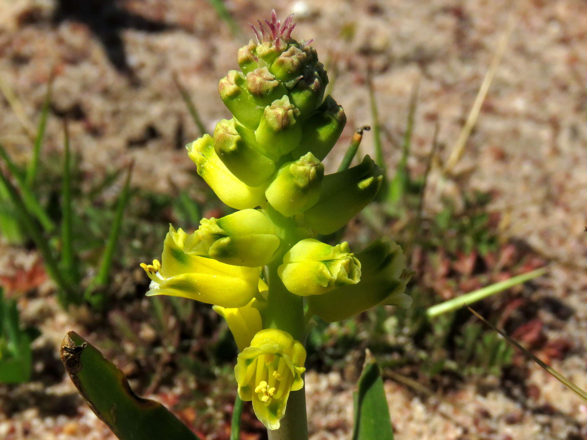 Image of Lachenalia mathewsii W. F. Barker