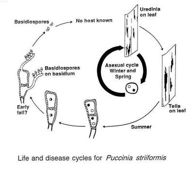 صورة Puccinia striiformis Westend. 1854