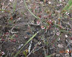 Image of Euryomyrtus ramosissima subsp. prostrata (Hook. fil.) Trudgen