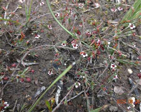 Image of Euryomyrtus ramosissima subsp. prostrata (Hook. fil.) Trudgen