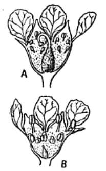 Imagem de Prunus minutiflora Engelm.