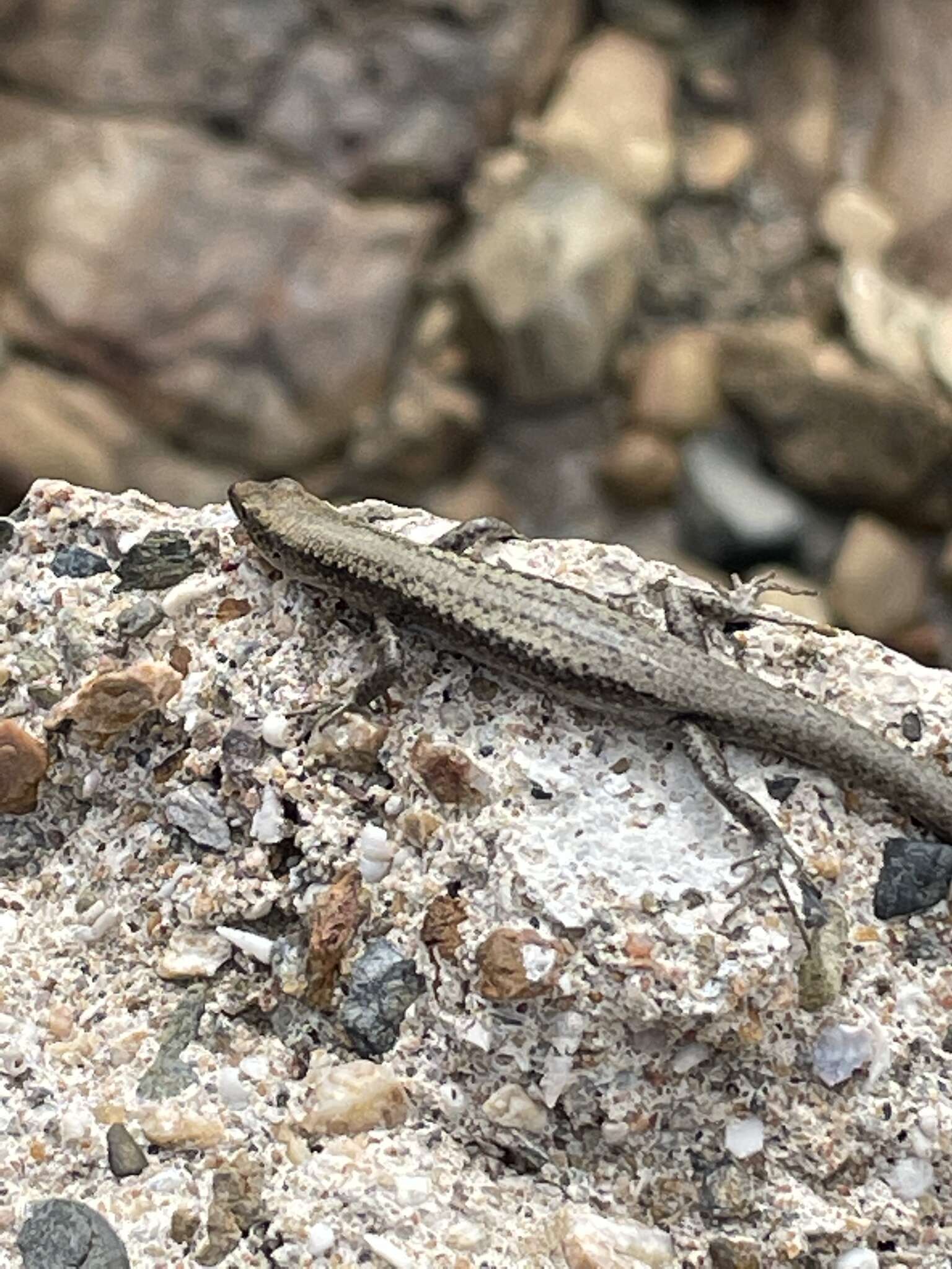 Image of Coastal snake-eyed skink