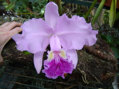 Plancia ëd Cattleya lueddemanniana Rchb. fil.