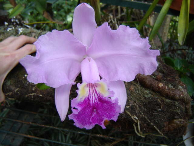 Image of Cattleya lueddemanniana Rchb. fil.