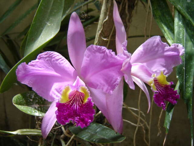 Plancia ëd Cattleya lueddemanniana Rchb. fil.