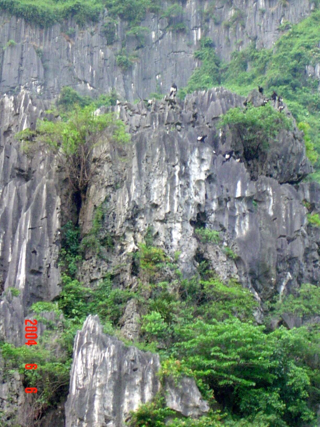 Image of Delacour's Langur