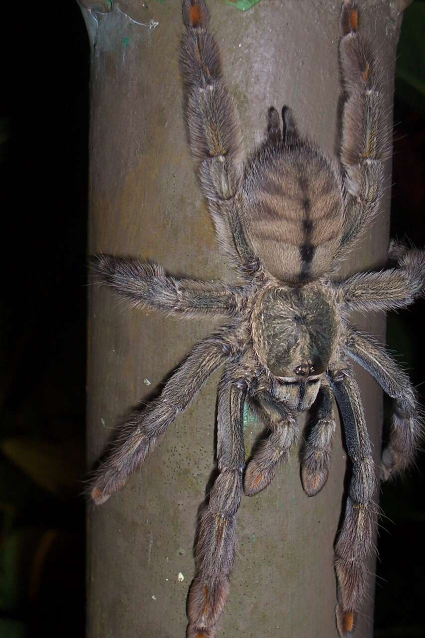 Image of Trinidad Chevron Tarantula