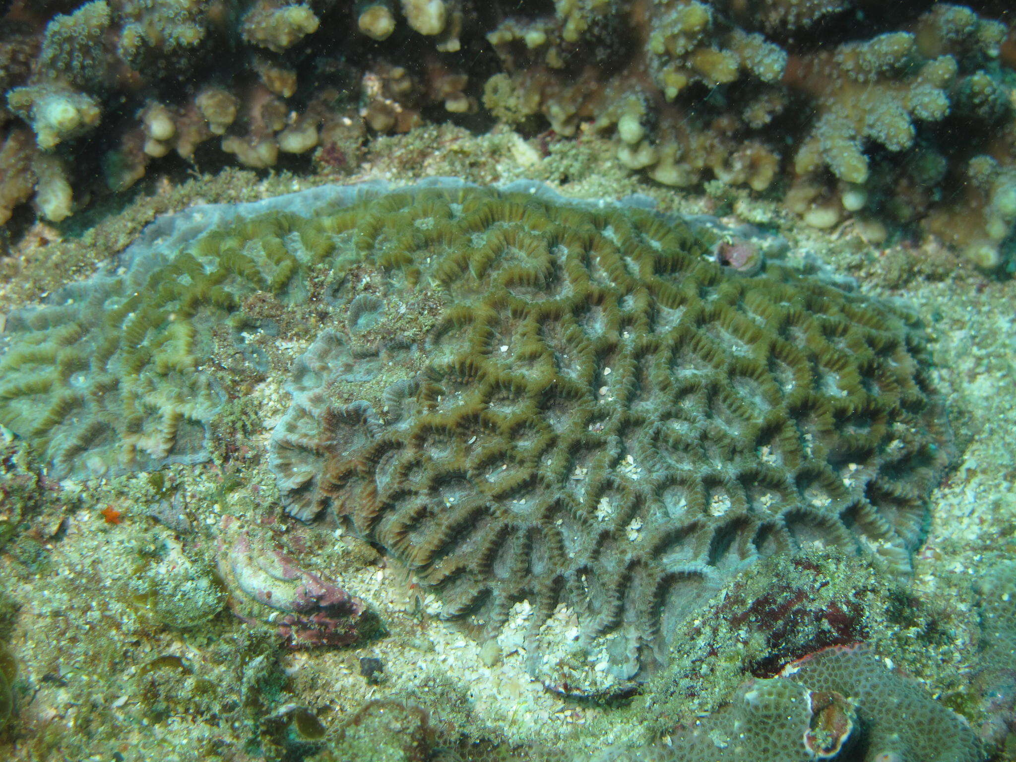 Image of lesser valley coral