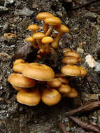 Image of Honey Fungus