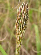 Image of Black-seed grass