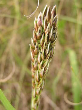 Imagem de Alloteropsis semialata subsp. semialata