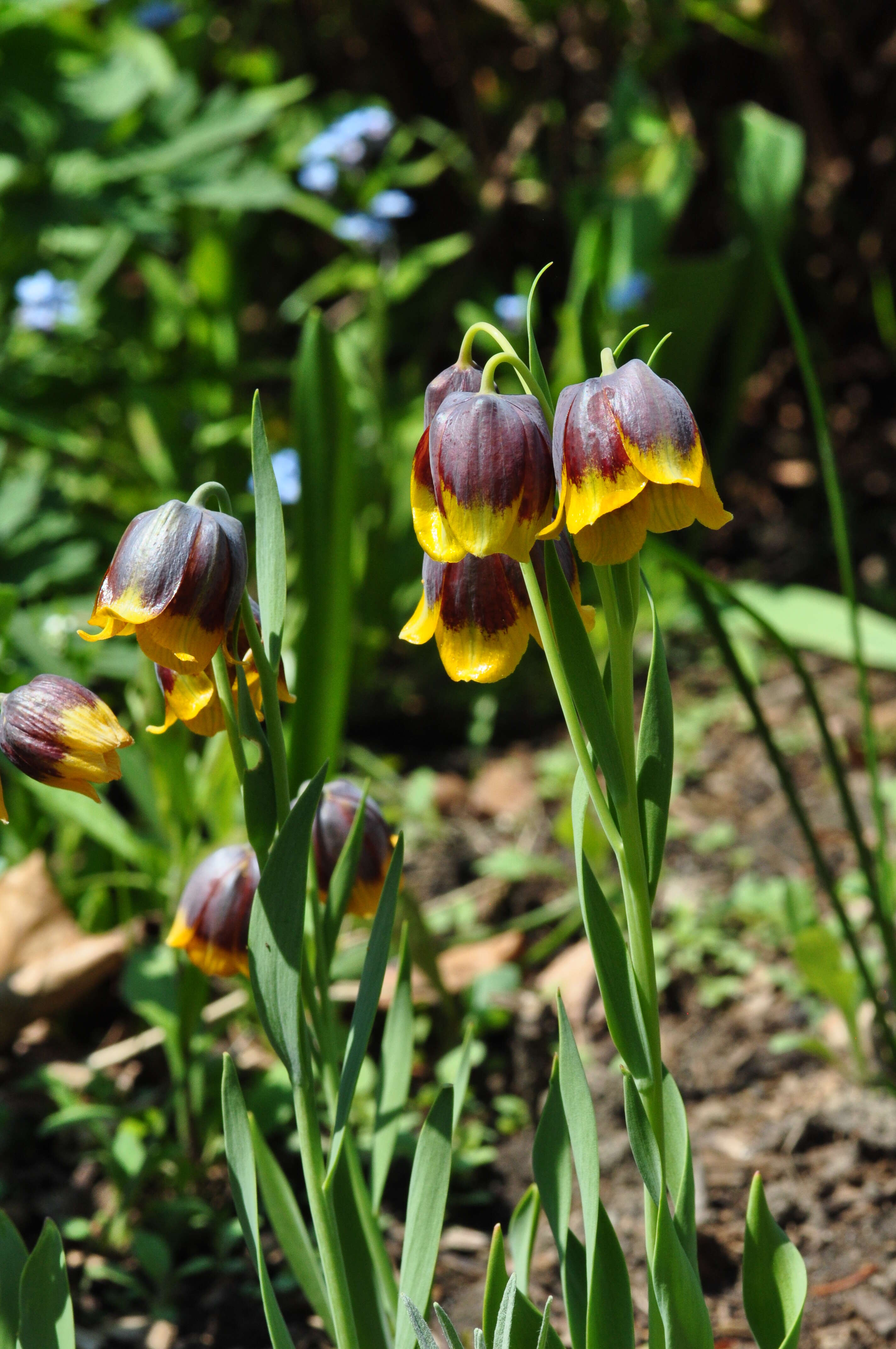 Image of Fritillaria michailovskyi Fomin