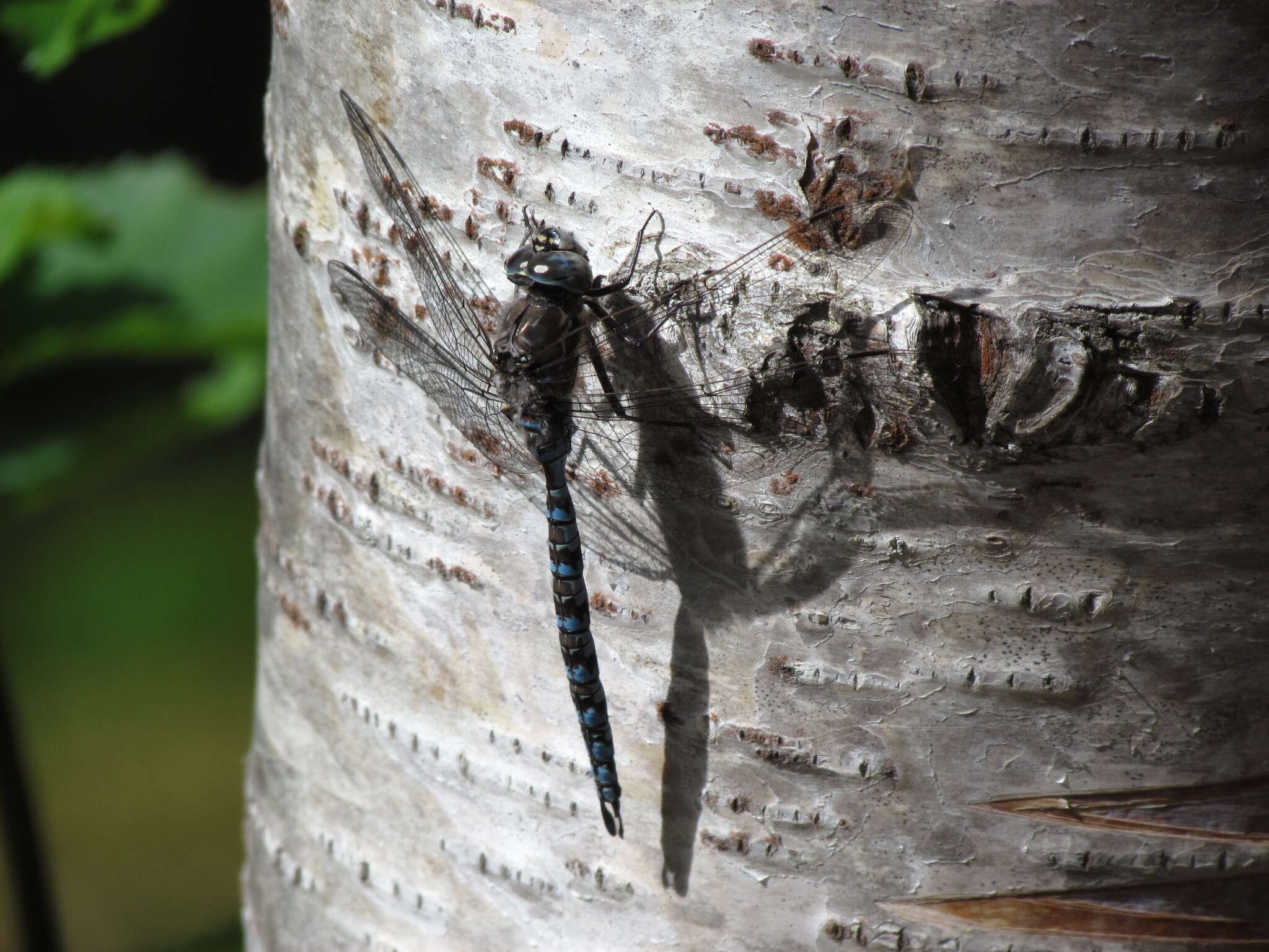 Image of Zigzag Darner