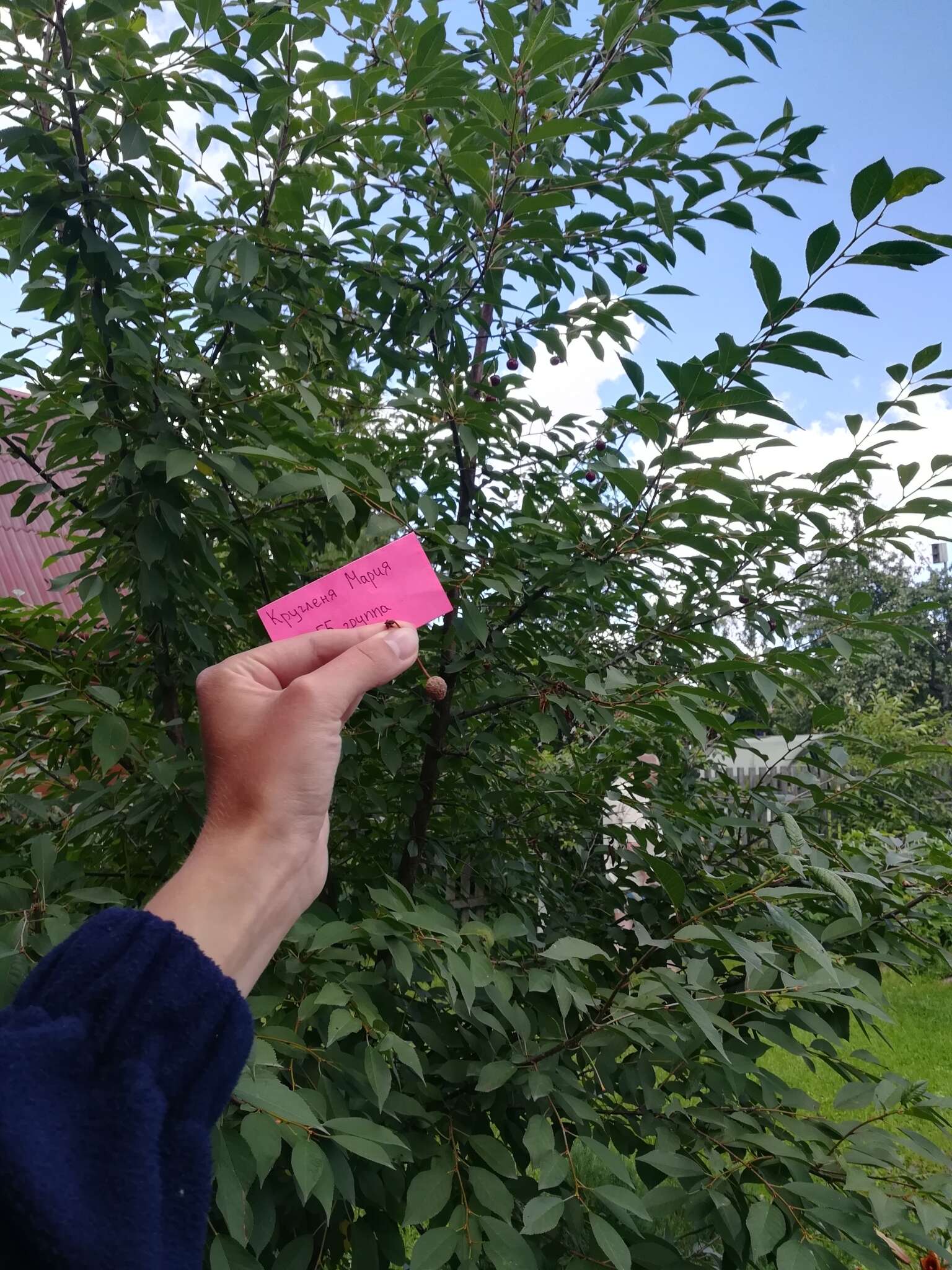 链核盘菌属的圖片