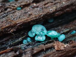 Image of Chlorociboria aeruginosa (Oeder) Seaver ex C. S. Ramamurthi, Korf & L. R. Batra 1958