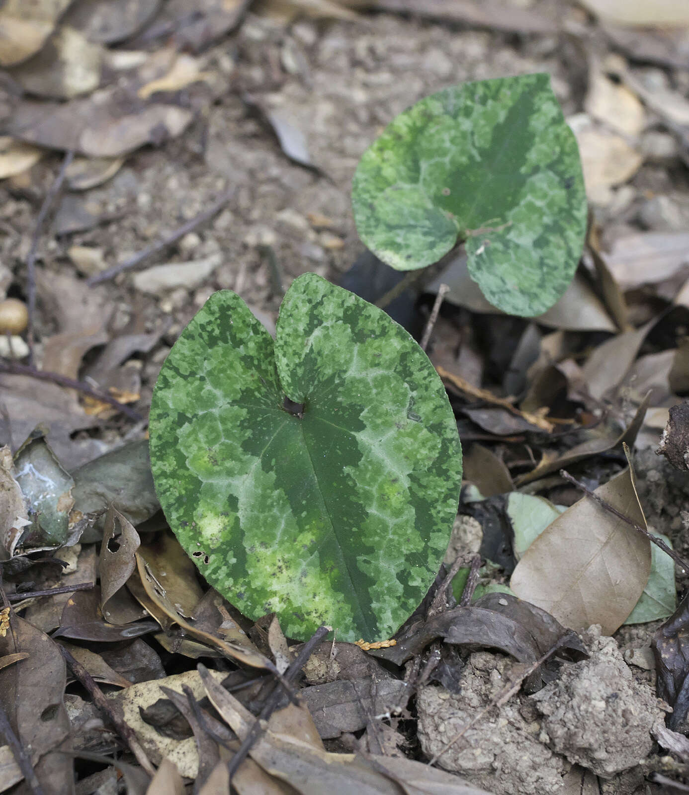 Image of Asarum nipponicum Maekawa