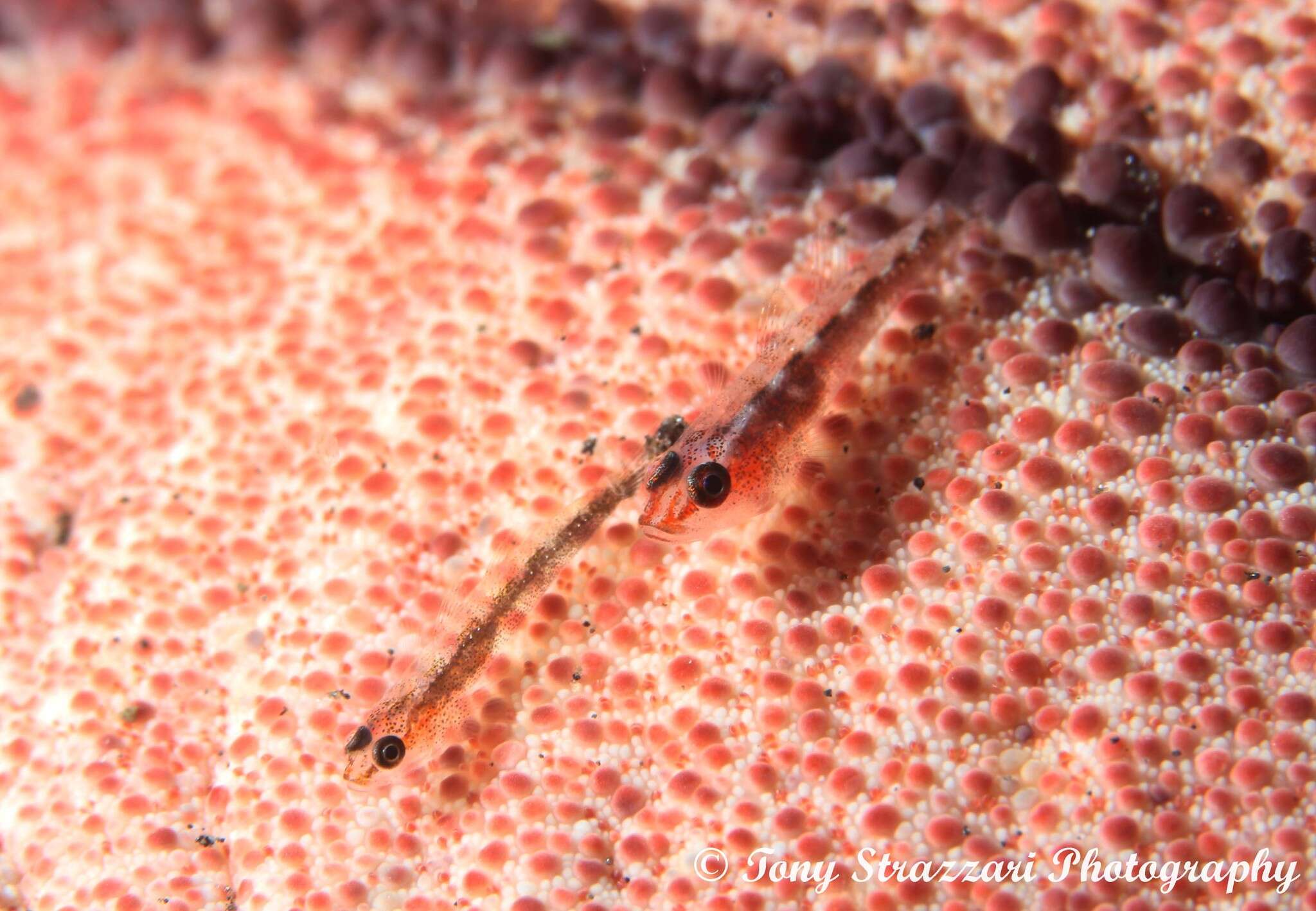 Image of Cling goby